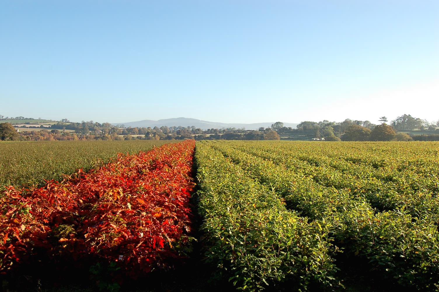 Oak plants nursery