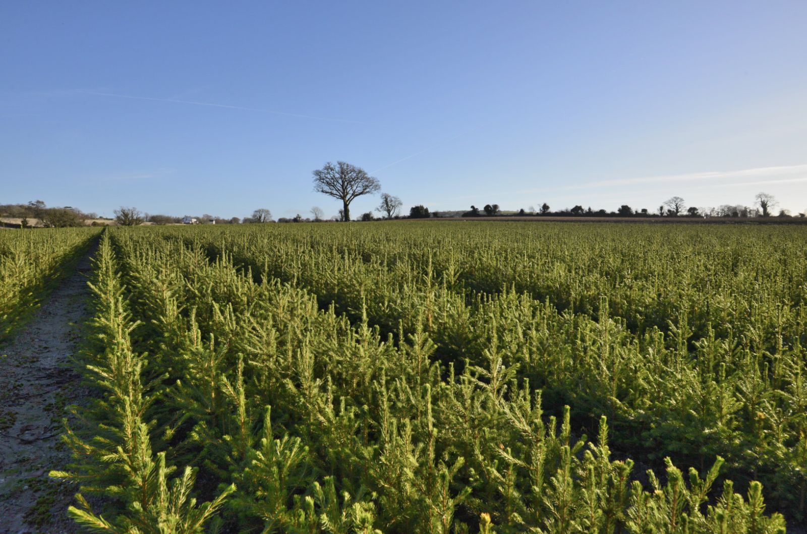 Norway spruce transplants